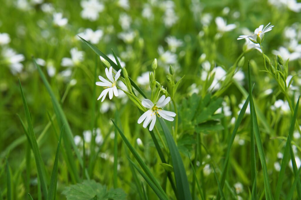prato verde con fiori bianchi